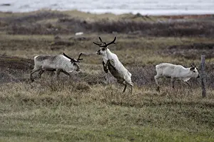 Jumped: Domestic Caribou Varanger Fjord Norway