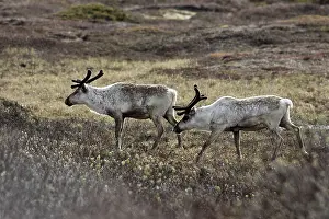 Reindeers: Domestic Caribou Varanger Fjord Norway