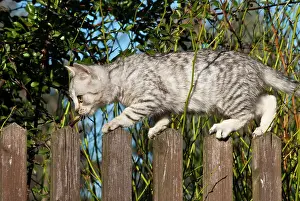 Balancing: Domestic cat, 14 weeks, balancing on a fence