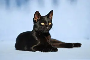 Catus: Domestic cat, 14 weeks, lying