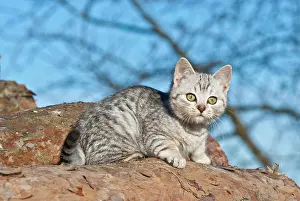 Catus: Domestic cat, 14 weeks, lying