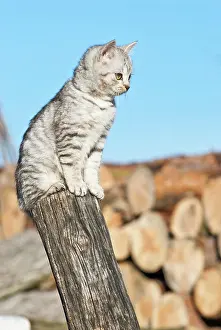 Catus: Domestic cat, 14 weeks, sitting on pole