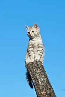 Catus: Domestic cat, 14 weeks, sitting on pole