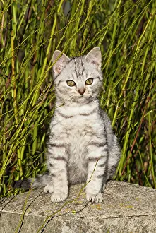 Catus: Domestic cat, 14 weeks, sitting on a stone