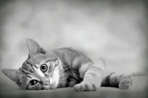 Shorthaired: Domestic Cat