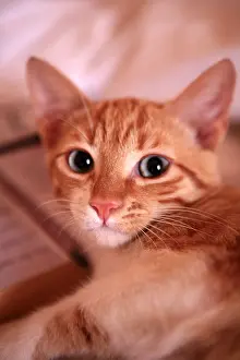 Andy Teare: Domestic cat