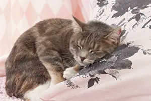 Cushions: Domestic Cat