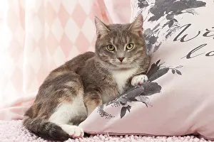 Cushions: Domestic Cat