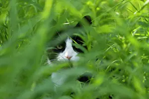 Karelia: Domestic Cat