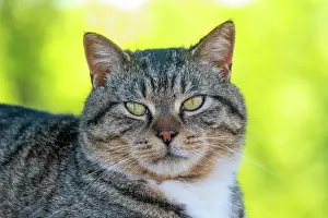 Catus: DOMESTIC CAT