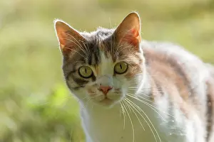 Mammifere: DOMESTIC CAT