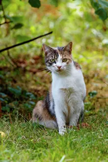 Exterieur: DOMESTIC CAT