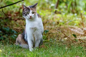 Exterieur: DOMESTIC CAT