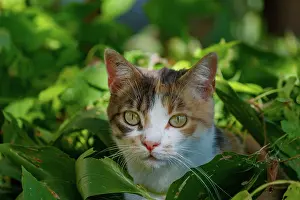 Exterieur: DOMESTIC CAT