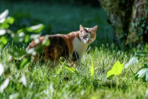 Exterieur: DOMESTIC CAT