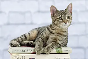 Books: Domestic Cat - 6 month old kitten lying down on