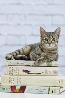 Books: Domestic Cat - 6 month old kitten lying down on