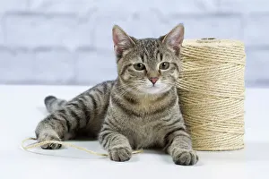 Roll: Domestic Cat - 6 month old kitten playing with