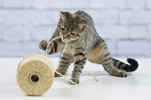 Roll: Domestic Cat - 6 month old kitten playing with