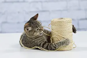 Roll: Domestic Cat - 6 month old kitten playing with