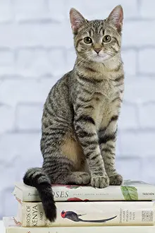 Books: Domestic Cat - 6 month old kitten sitting on stack of books
