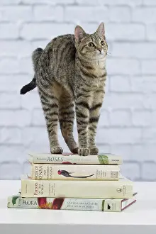 Books: Domestic Cat - 6 month old kitten standing on stack of books