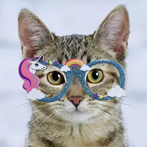 Unicorn: Domestic Cat - 6 month old kitten wearing unicorn glasses