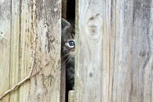 Peer: Domestic Cat - baby kitten peering through garden shed door