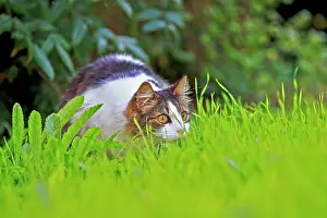 Vigilant: Domestic Cat Bas Rhin France