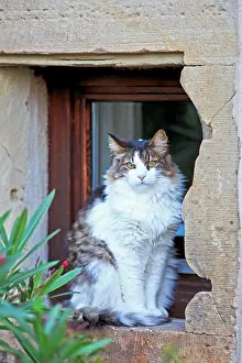 Windowsill: Domestic Cat Bas Rhin France