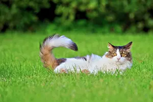 Waving: Domestic Cat Bas Rhin France