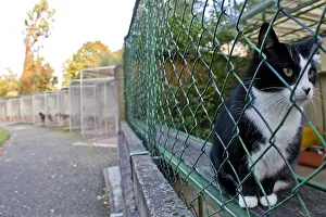 Corral: Domestic cat in a cage at the APS