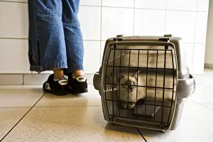 Transportations: Domestic cat in its cage and transport its owner