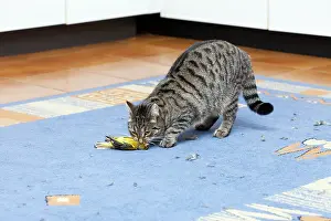 Kitchens: Domestic Cat - with caught Greenfinch - (Carduelis