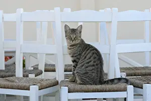 Santorin: Domestic Cat on a chair Cyclades islands Greece