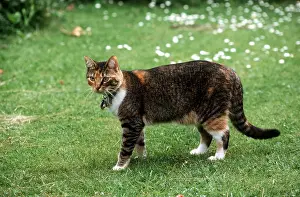 Bell: Domestic CAT - With collar, bell and name tag