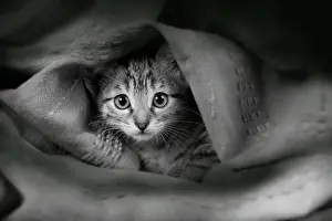 Shorthaired: Domestic Cat - covered in fabric