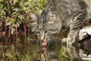Unsharp: Domestic cat drinking from a pond Vaucluse France