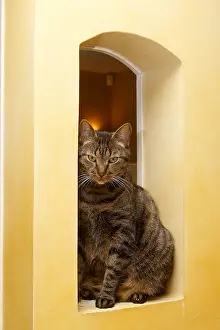 Daily: A domestic cat on the edge of a flat pass