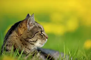Catus: Domestic cat, European Shorthair, in Dandelion meadow