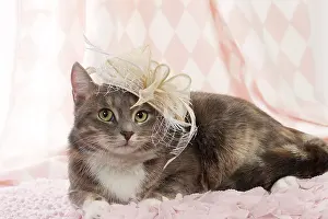 Wedding: Domestic Cat fascinator
