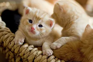 Baskets: Domestic Cat (Felis catus), kittens