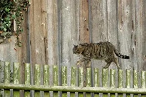 Housecat: Domestic cat (Felis silvestris catus), brown-black
