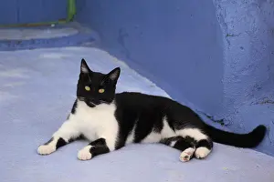Townsmall: Domestic cat (Felis silvestris catus) lying on blue