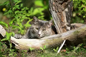 Piece: Domestic cat (Felis silvestris catus) with a piece