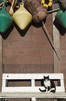 Cabo: Domestic cat at a fisherman's cottage at the San