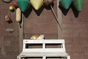 Cabo: Domestic cat at a fisherman's cottage at the San