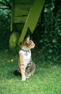 Flea: Domestic Cat - with flea collar, name tag and bell