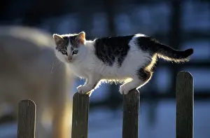 300517: Domestic cat on garden fence Hauskatze auf Gartenzaun