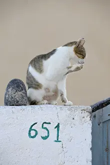 Cleanse: Domestic Cat grooming on a wall Cyclades islands Greece